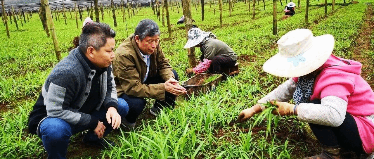 王喆之的“药材人生”:把论文写在祖国大地上